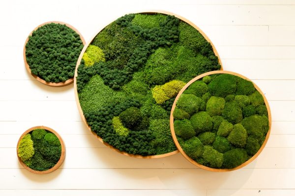 Moss Art Piece-4