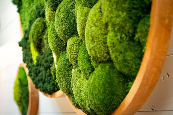 Moss Art Piece-7