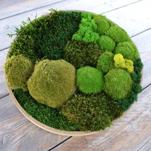Circle of Nature