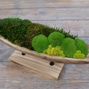 Houten schaal met diverse soorten groen mos – kunstwerk Verdant Serenity als natuurlijke en rustgevende woondecoratie.