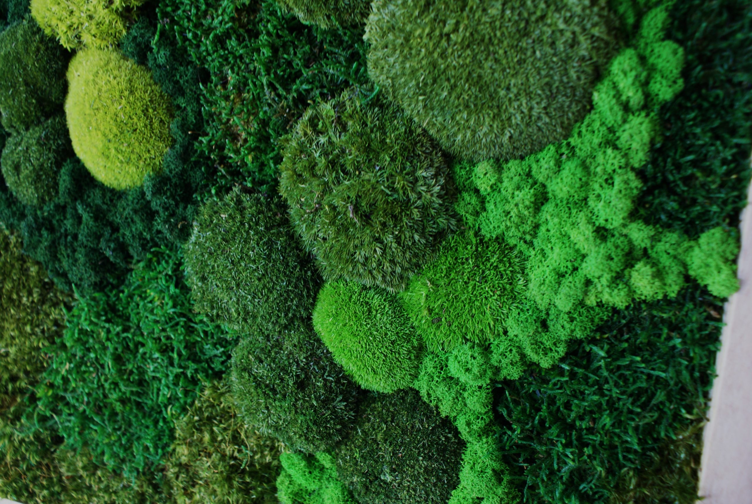 Moss Cascade - Afbeelding 4