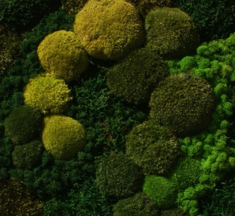 Moss Cascade - Afbeelding 5