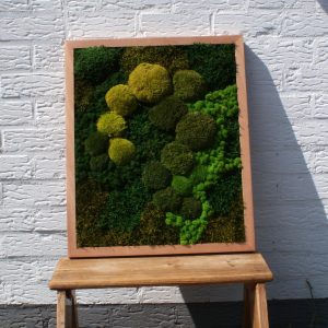 Kunstwerk van mos met vier verschillende soorten mos in houten lijst van 50 x 60 cm, aan de muur als natuurlijke wanddecoratie.