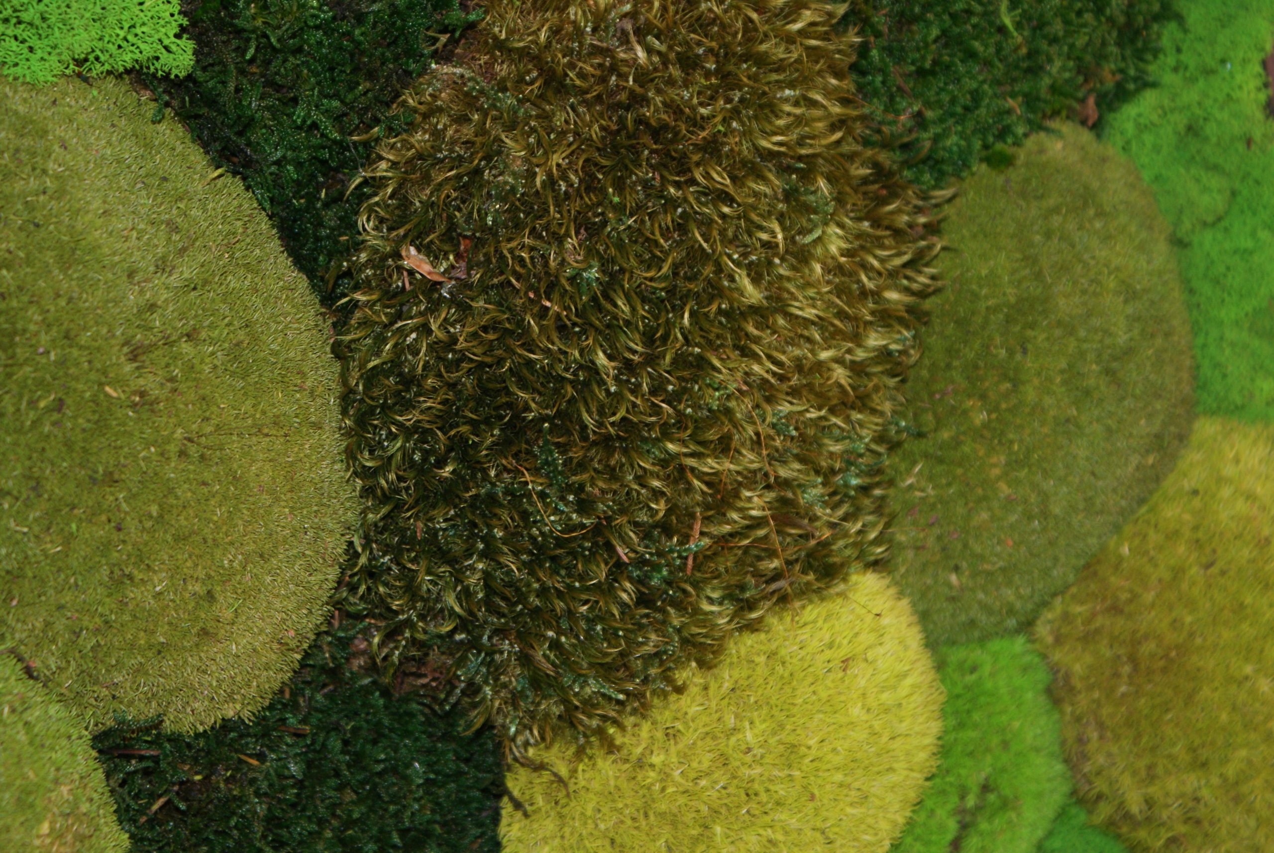 Forest Dream - Afbeelding 3