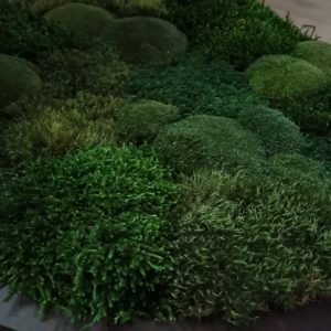 Rond kunstwerk van mos Moss Landscape met houten rand, 60 cm diameter, handgemaakt en groen van kleur.