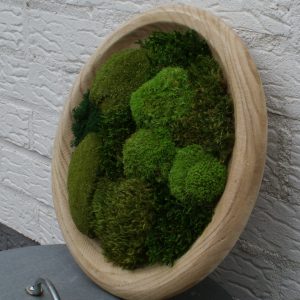 Moss Nest