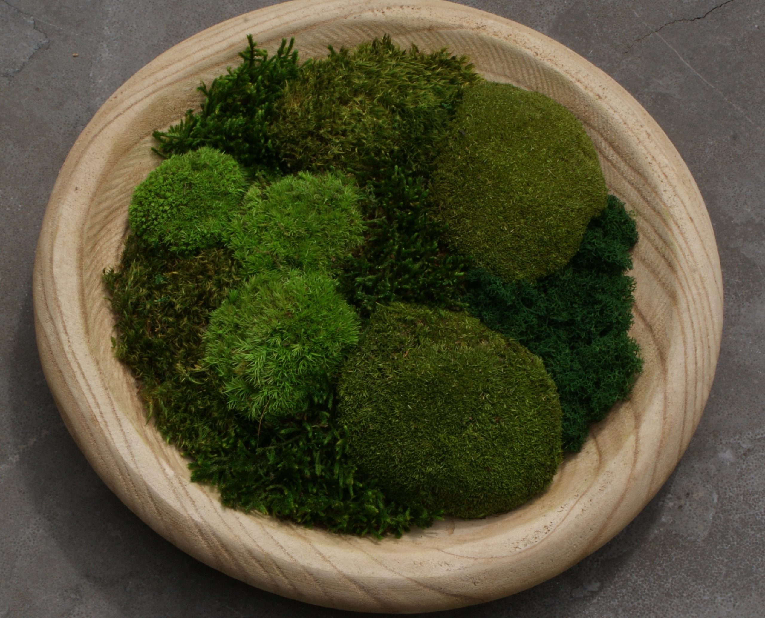 Moss Nest - Afbeelding 6