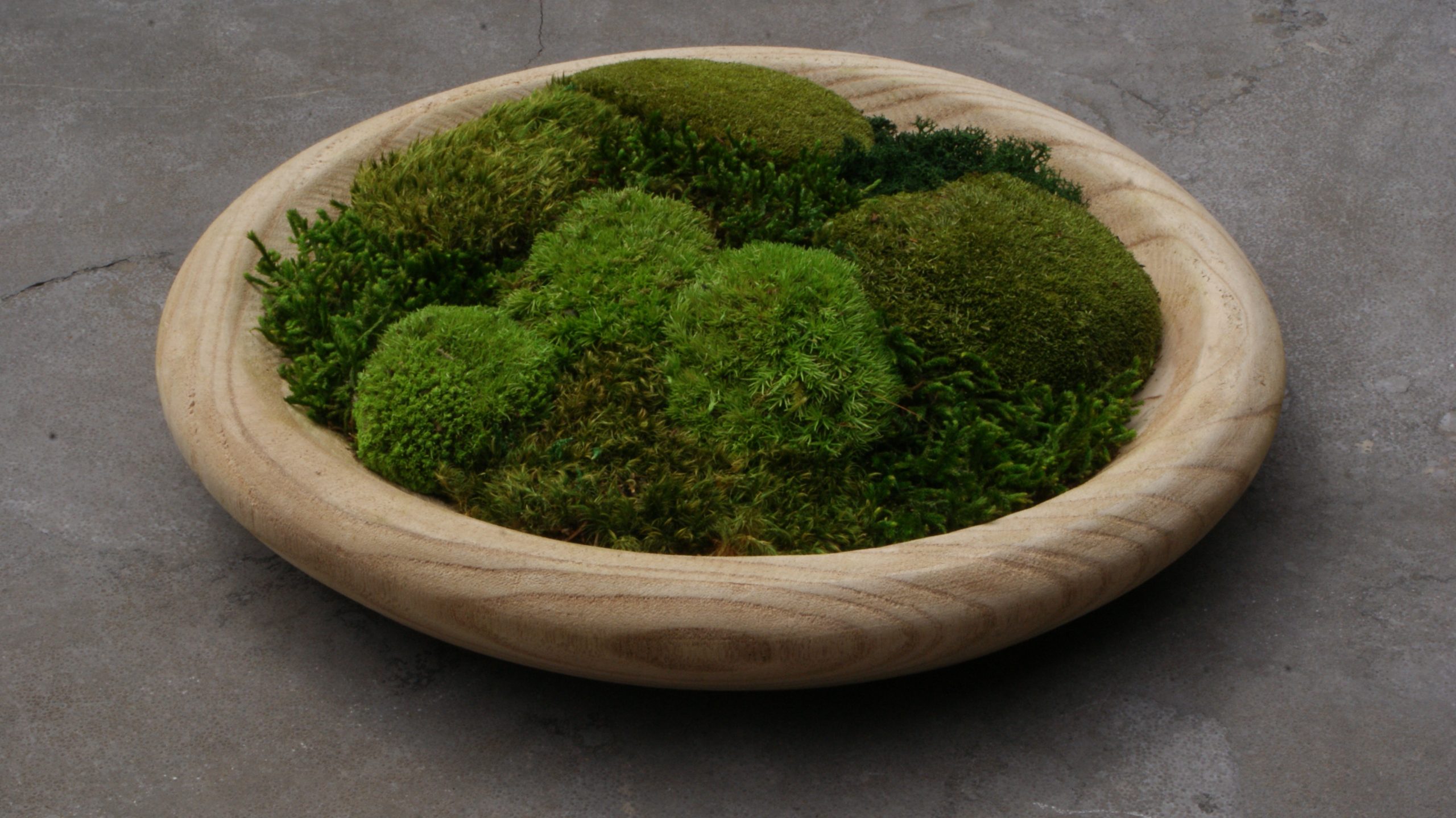 Moss Nest - Afbeelding 4