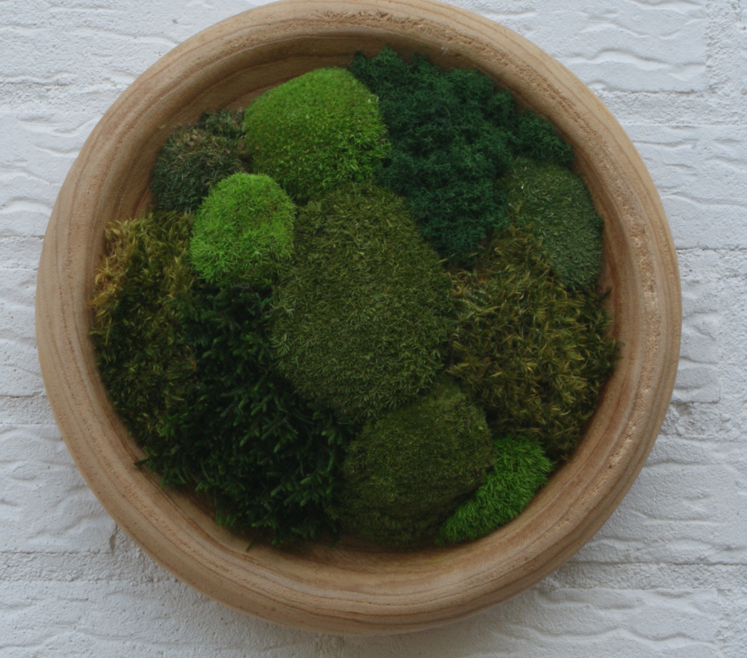 Moss Nest - Afbeelding 3