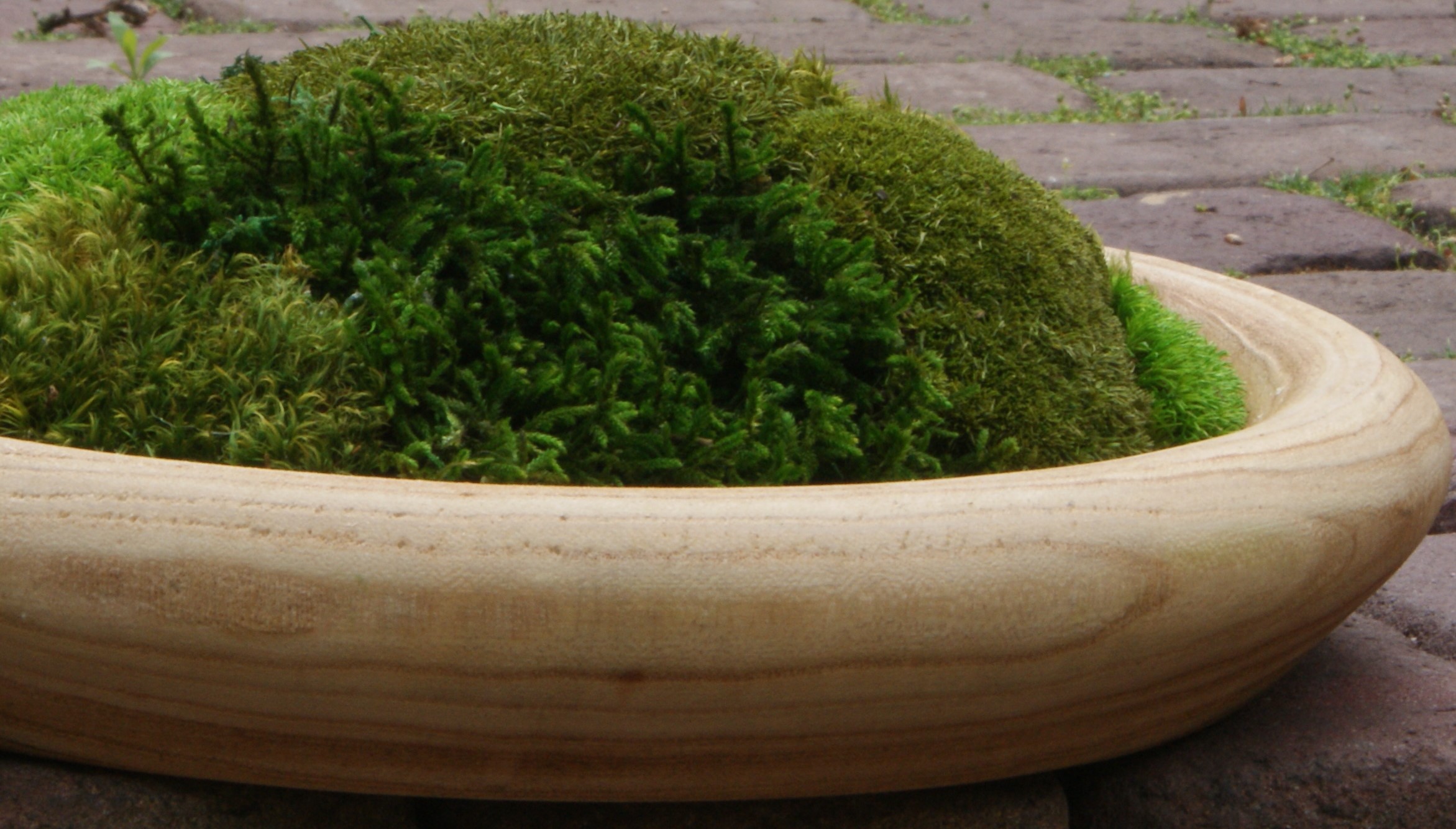 Moss Nest - Afbeelding 2